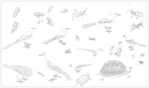 五代 黄筌 写生珍禽图 49x84白描稿