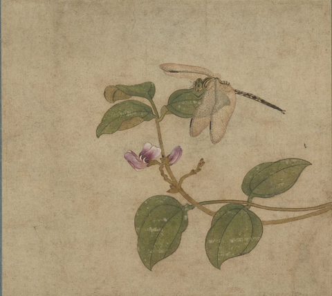 南宋  传任仁发 大豆图39x43