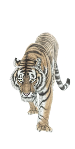 孟祥顺 无背景 竖幅2 