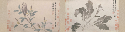 明 沈周 辛夷墨菜图卷纸本35.359.7 北京