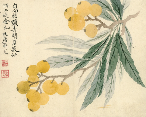 清 惲壽平 甌香館寫生冊 枇杷