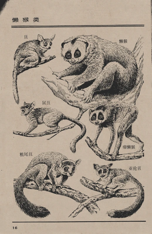 百兽图16 懒猴类 