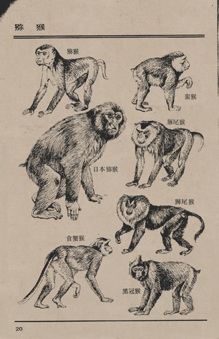 百兽图20 猕猴 