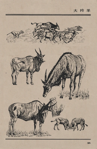 百兽谱 大羚羊 