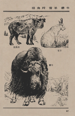 百兽谱 扭角羚 雪羊 麝牛 