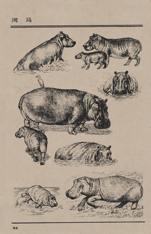 百兽谱 河马 