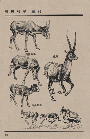 百兽谱 藏羚羊 