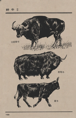 百兽谱 野牛2 
