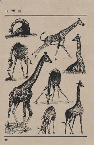 百兽谱 长颈鹿 
