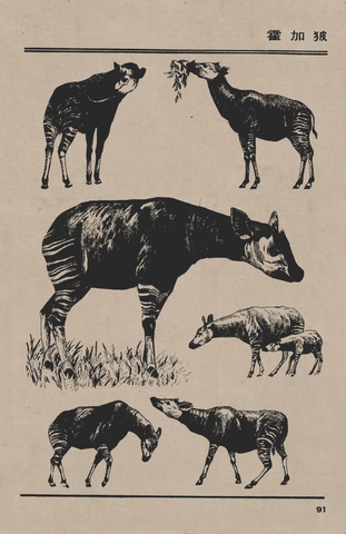 百兽谱 霍加犭皮 