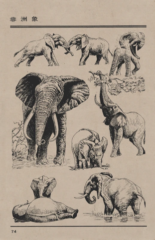 百兽谱78 非洲象 