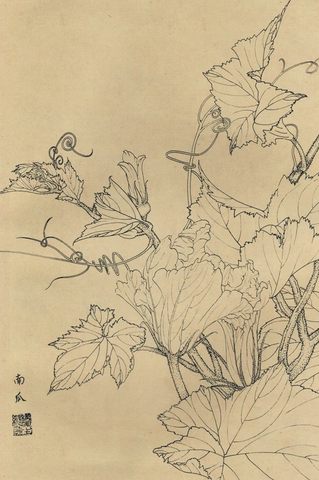 百花图谱 南瓜 