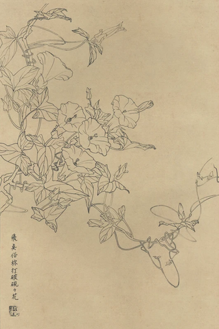 百花图谱 飞点(打破碗花) 