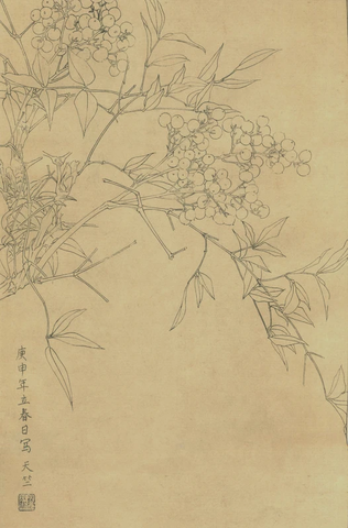 百花图谱01天竺  