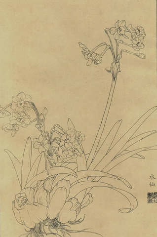 百花图谱02水仙 