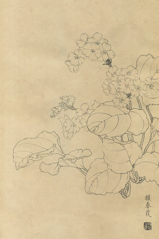 百花图谱04报春花 