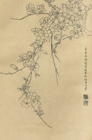 百花图谱05迎春花 