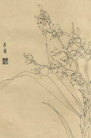 百花图谱10兰花 