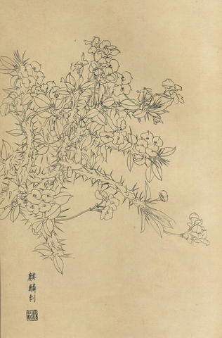 百花图谱19 麒麟刺 