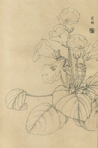 百花图谱20 岩桐 