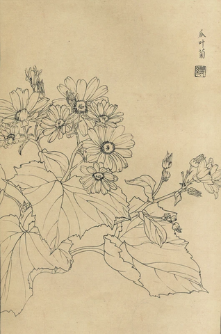 百花图谱21 瓜叶菊 