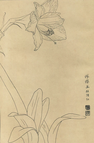 百花图谱22 柱顶红 