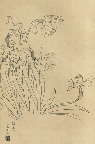 百花图谱23 皱水仙 