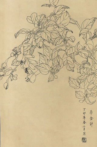 百花图谱26 吊金钟 