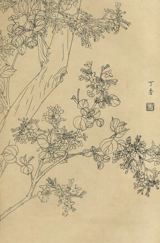 百花图谱27 丁香 