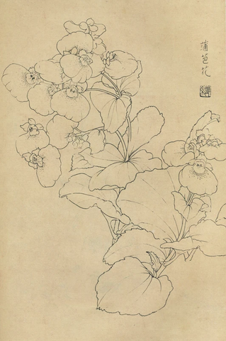 百花图谱29 蒲苞花 