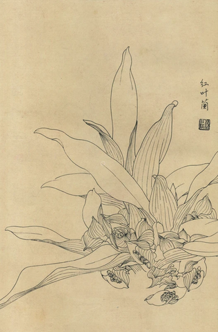 百花图谱30 红叶兰 