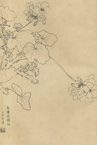 百花图谱32 马蹄石辣红 