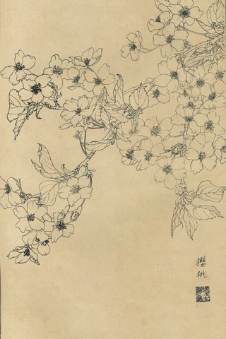 百花图谱34 樱桃 