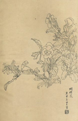 百花图谱35 蝴蝶花 