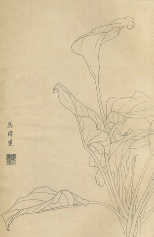 百花图谱37 马蹄莲 