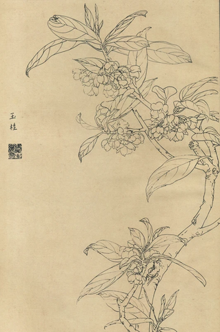 百花图谱38 玉桂 