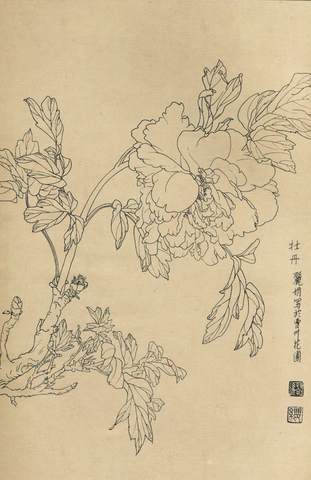 百花图谱39 牡丹 