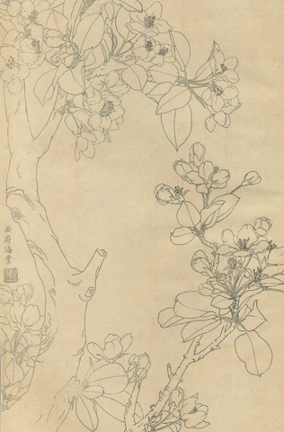 百花图谱40 西府海棠 