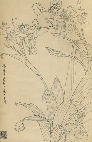 百花图谱45 紫燕 