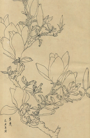 百花图谱50 辛夷 