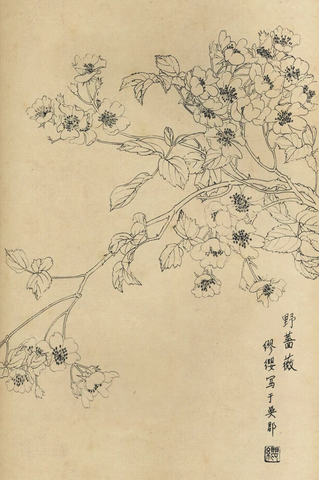 百花图谱51 野蔷薇 