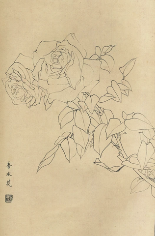 百花图谱55 香水花 