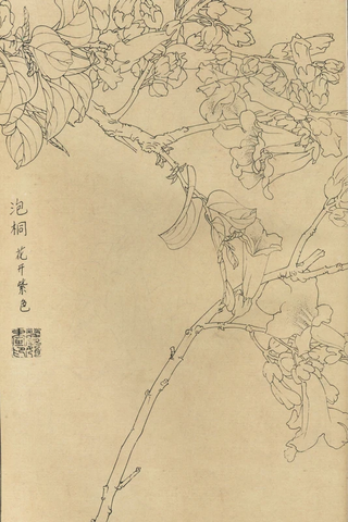 百花图谱56 泡桐 