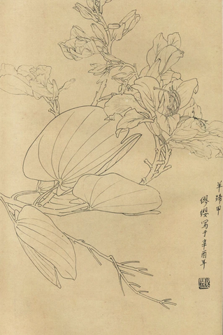 百花图谱59 羊蹄甲 