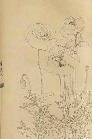 百花图谱61 虞美人 