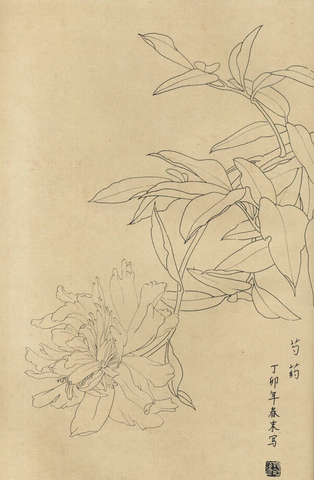 百花图谱62 芍药 