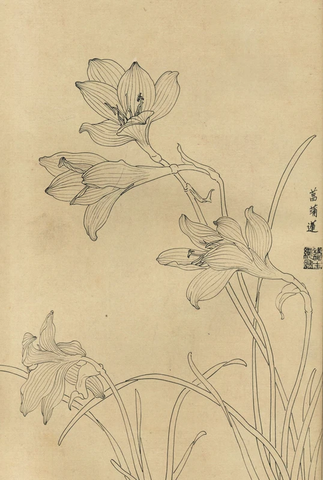 百花图谱63 菖蒲莲 