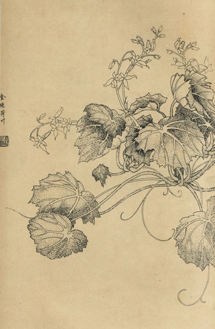 百花图谱65 金丝荷叶 