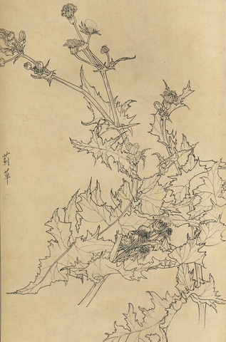百花图谱67 蓟草 