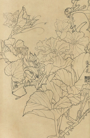 百花图谱68 夜开花 